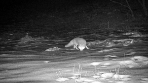 Kırıkkale'de yaban hayatı fotokapanla görüntülendi
