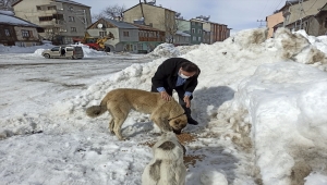 Koyulhisar'da sokak hayvanlarına mama desteği