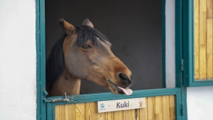 Şampiyon at "firarda"