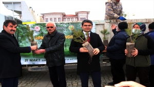 Şarkışla'da 5 bin çam fidanı dağıtıldı 