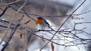 Türkiye'de bu kış "dağ ispinozu" daha fazla görüldü
