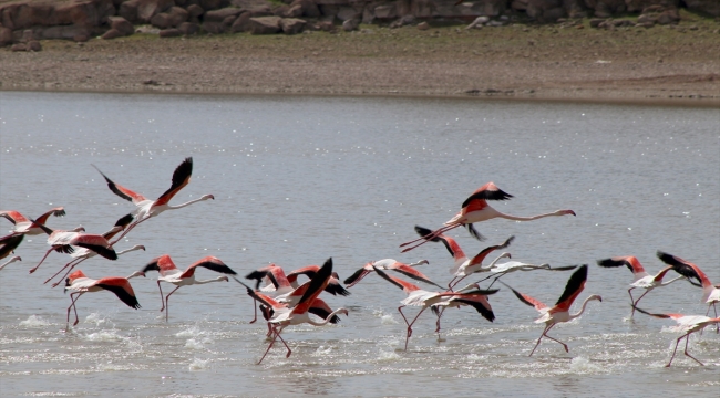 Tuz Gölü'nün misafirleri flamingolar gelmeye başladı