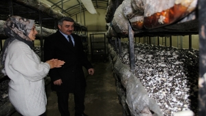 Yalıhüyük Kaymakamı Yazıcı mantar serasını ziyaret etti