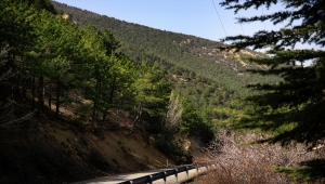 Ağaçlandırma seferberliğinin kahramanı 2 kardeş eserleri ormanla gurur duyuyor