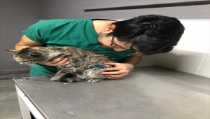 Akşehir'de doğumu yarım kalan sokak kedisinin hayatı sezaryenle kurtarıldı