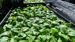 Ankara Büyükşehir Belediyesinin sebze fidesi desteğine başvurular başladı