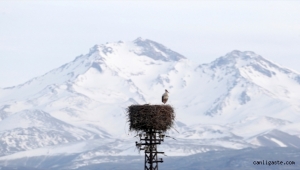 "Baharın müjdecisi" leylekler Kayseri'ye gelmeye başladı