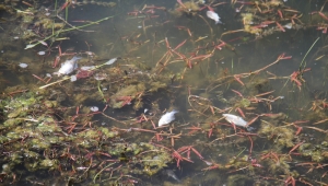 Beyşehir Gölü kıyısında ölü balıklar bulundu