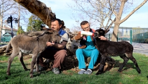 Biberonla beslenen sıpalar "Keten" ile "Kadife" hayvanat bahçesine neşe kattı