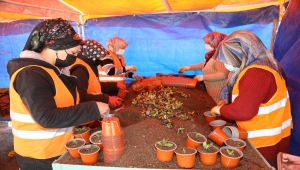 Çubuk Belediyesinin seralarında yetiştirilen çiçekler ilçeyi süsleyecek