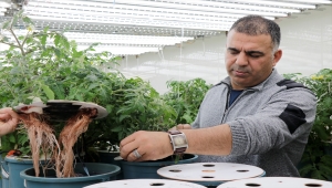 Domates genotipleri kuraklığa dayanıklılık açısından test ediliyor