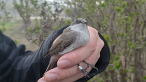 Estonya'da halkalanan "küçük akgerdanlı ötleğen" Ankara'daki istasyonda ağa takıldı 