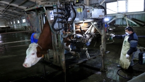 Gözlü Tarım İşletmesindeki büyükbaş hayvanlara düzenli tırnak bakımı