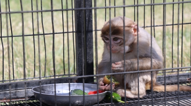 Kayseri'de evinde makak maymunu besleyen kişiye 3 bin lira ceza kesildi