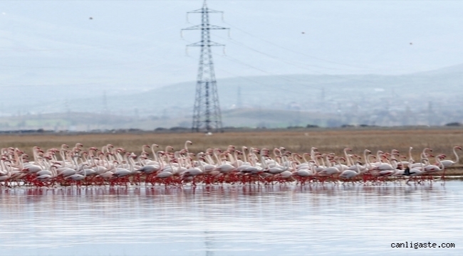 Kayseri'de flamingolar Hürmetçi Sazlığı'nı şenlendirdi