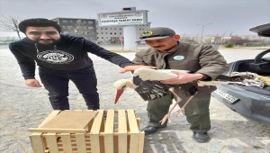 Kırşehir'de yaralı ebabil kuşu ve leylek tedavi edildi