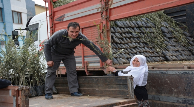 Mihalgazi'de çiftçilere 10 bin zeytin fidanı verildi