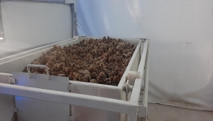 Nallıhan Orman İşletme Müdürlüğünden "Kozalak Tohumu" projesi