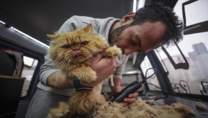 Pet kuaförüne dönüştürdüğü minibüsünde minik patileri tıraş ediyor