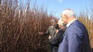 Sivas'ta 10 bin meyve fidanı toprakla buluşturulacak