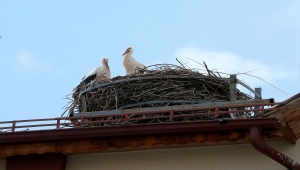 Sivas'taki "leylekli okulun" misafirleri geldi