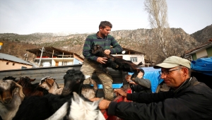 Sürüleriyle Aladağ yaylalarına çıkan besicilerin zorlu yolculuğu başladı