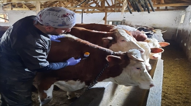 Yozgat'ta 150 bin büyükbaş hayvana şap aşısı yapıldı