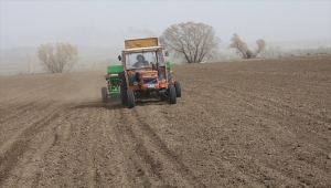 Yozgat'ta yerli tohum yeşil mercimek ekimi yapıldı