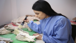 Zürafa ve gergedan gibi canlıların fosilleri Kapadokya'nın geçmişine ışık tutacak