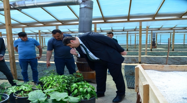 Ankara'da "Ata Tohumu" projesiyle 500 bin domates fidesi yetiştirilecek 