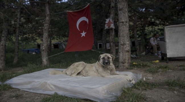 Ankara'da zehirlendikleri iddia edilen 9 yavru köpekten 2'si telef oldu