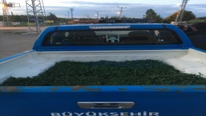 Başkentte belediyenin hibe ettiği sebze fidelerini satan kişiye cezai işlem