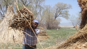 Beyşehir Gölü kıyılarından kesilen kamışlar işlenerek Avrupa ülkelerine gönderiliyor