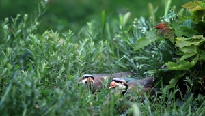Binlerce keklik "kene ve süne avı" için gün sayıyor
