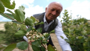 Deneme amaçlı yetiştirdiği "aronya"yı Nevşehir'de yaygınlaştırmaya çalışıyor