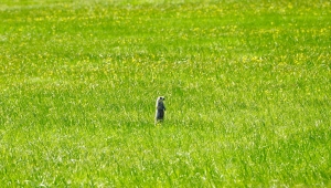 Erciyes'in "gelengi"si baharla yüzünü göstermeye başladı