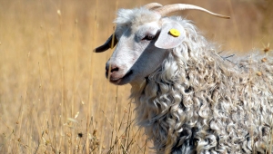 Güdül'de "2. Geleneksel Keçi Kırkım Festivali" düzenlenecek