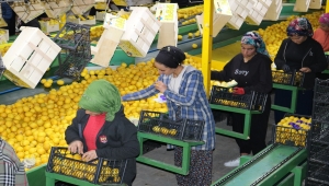 Kapadokya'daki kayadan oyma depolardan yurt dışına limon gönderiliyor