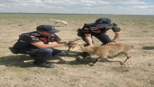 Karaman'da çoban köpeklerinin yaraladığı dağ keçisi tedavi altına alındı
