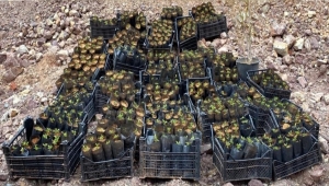 Karaman'da kenevir fidesi yetiştiren iki şüpheli yakalandı