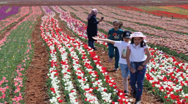 Karaman'da üretilen lale soğanları Rusya'dan talep görüyor 