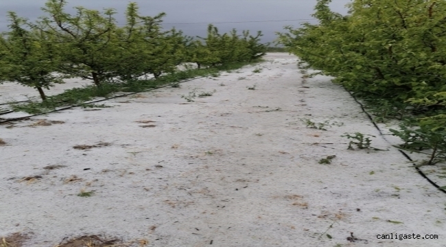Kayseri'de dolu meyve bahçelerine zarar verdi
