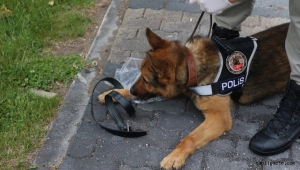 Kayseri'de iz takip köpeği "Reks" kayıpların bulunmasında önemli rol üstleniyor