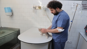 Kedilerin 5 kuşak atası "şecerelendirme" ile kayıt altına alınıyor