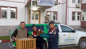 Kırıkkale'de jandarmanın bulduğu uçamayan doğan tedaviye alındı