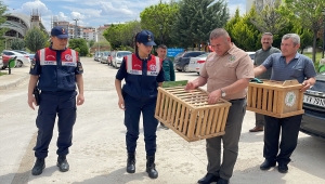 Kırıkkale'de tedavileri tamamlanan doğan ve kızıl şahin doğaya bırakıldı