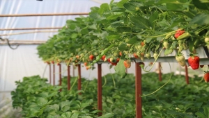 Kırşehir'de topraksız tarım tekniğiyle 10 ton çilek üretildi