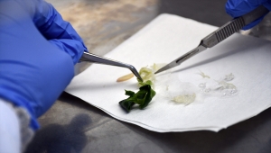 Laboratuvarda bitki klonlayan akademisyenler, fide üretim sürecini kısalttı 