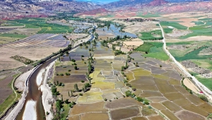 Nallıhan'da çeltik ekimi başladı