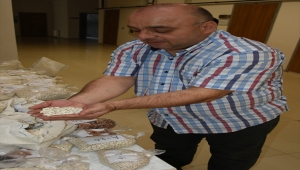 Orta Kızılırmak Vadisi'nde yüksek verimli 25 kuru fasulye çeşidi adayı belirlendi